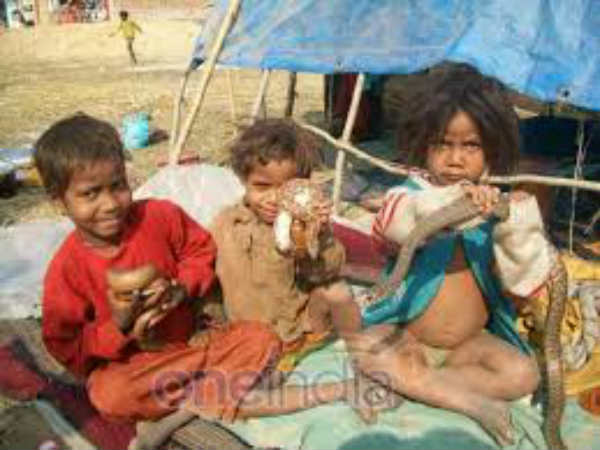 दो साल के बच्चे भी हैं सांपों के दोस्त दो साल के बच्चे भी हैं सांपों के दोस्त