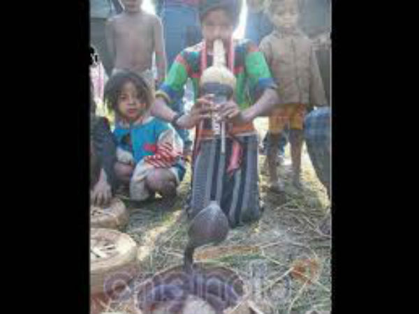 1000 साल पुराना रिश्ता है सांपो से 1000 साल पुराना रिश्ता है सांपो से