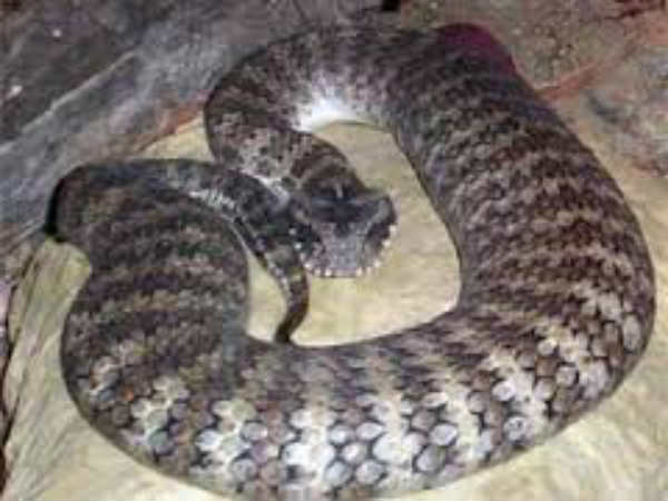 लड़कियां करती हैं सांपों की देखभाल लड़कियां करती हैं सांपों की देखभाल