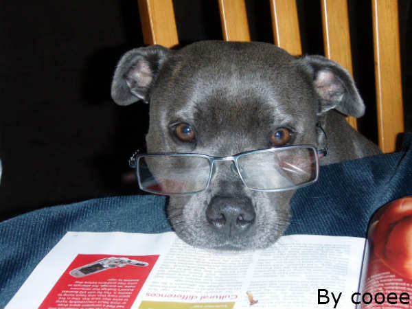 आइ एम दि बेस्ट आइ एम दि बेस्ट