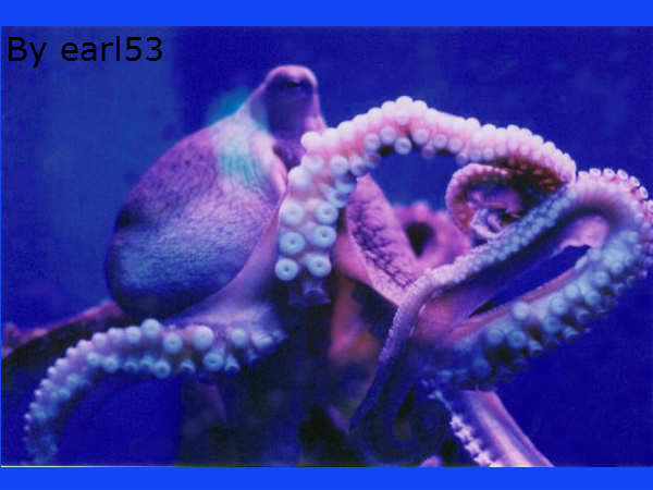 समुद्री जीवों में ये है स्मार्ट समुद्री जीवों में ये है स्मार्ट