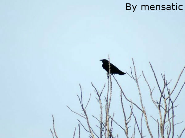 मैं भी हूं बुद्धिमान ! मैं भी हूं बुद्धिमान !