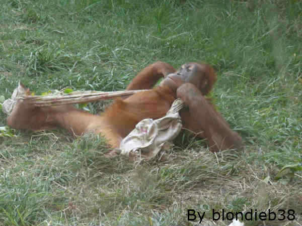 दि ग्रेट ए्प्स दि ग्रेट ए्प्स