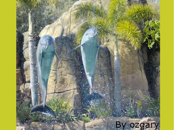 डॉल्फिन हैं सामाजिक जीव डॉल्फिन हैं सामाजिक जीव