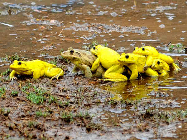 बारिश में निकले मेंढ़क