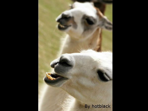 इनकी मुस्कुराहट पर सारे फिदा इनकी मुस्कुराहट पर सारे फिदा