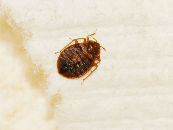 खटमल खटमल