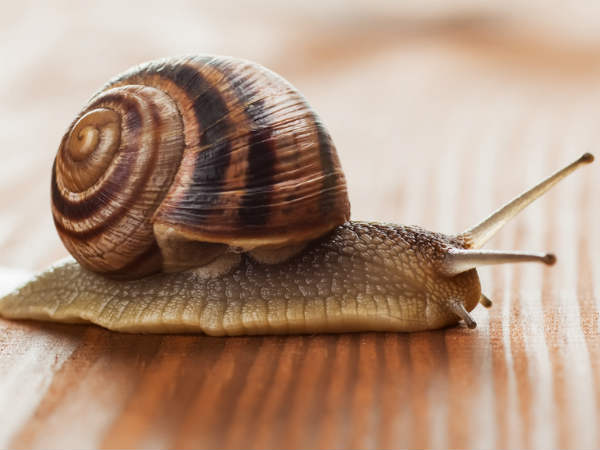 घोंघा घोंघा