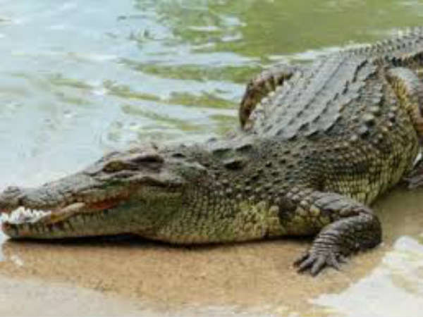 मगरमच्छ मगरमच्छ