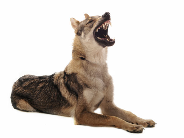 भेड़िया भेड़िया