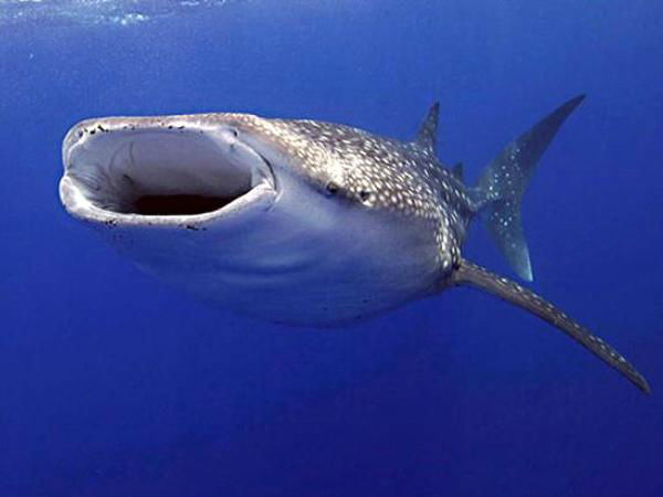 शार्क शार्क