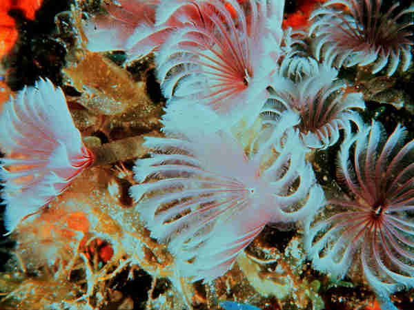  फेदर डस्टर वॉर्म