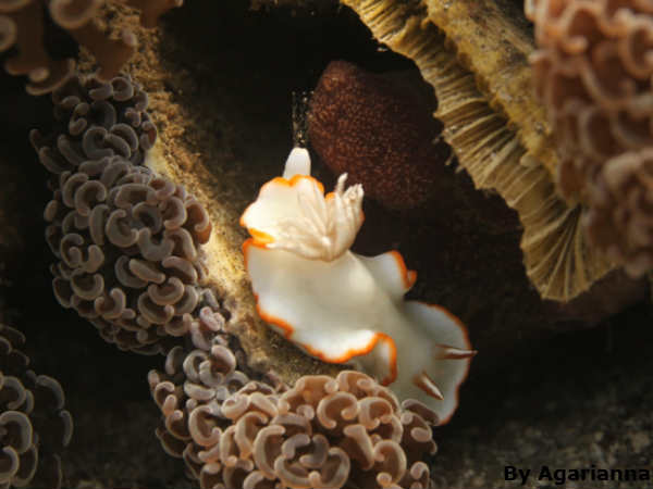 Sea slug 