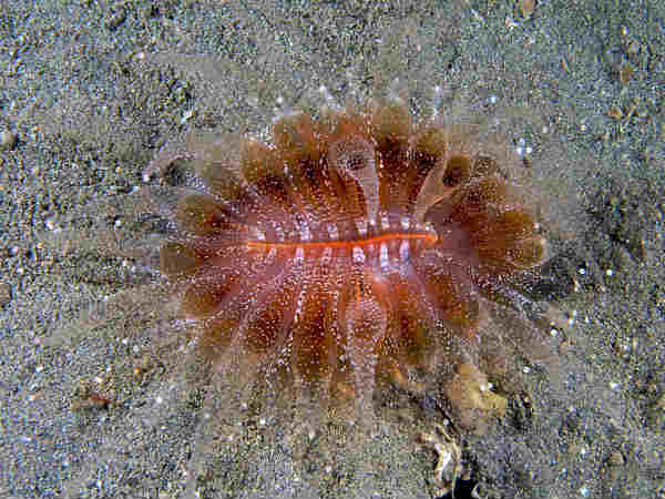 पोलिप्स