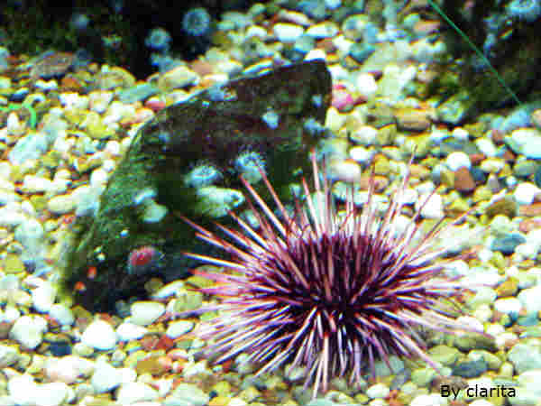 अरर्चिन