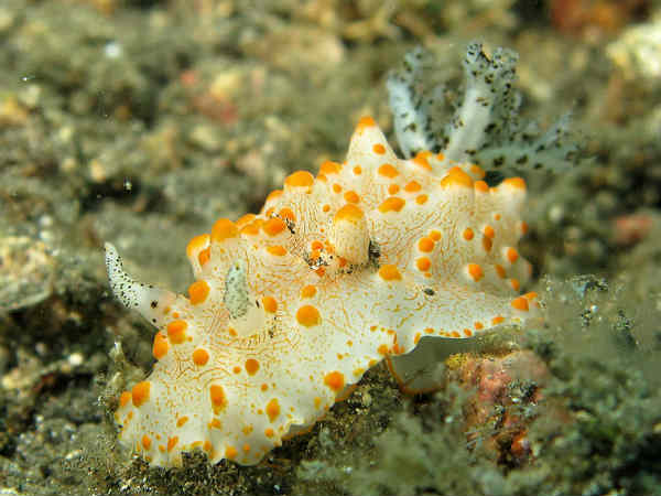 हलगेरडा