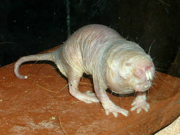 Naked Mole Rat