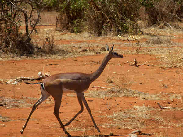 गेरनुक 