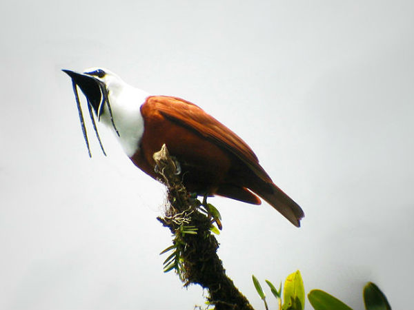 Three Wattled Bellbird