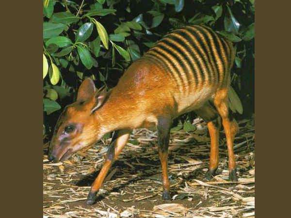 जेब्रा डुइकर