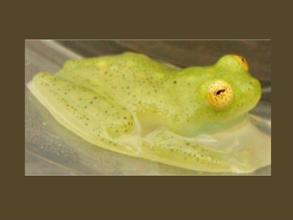 ग्लास फ्रॉग