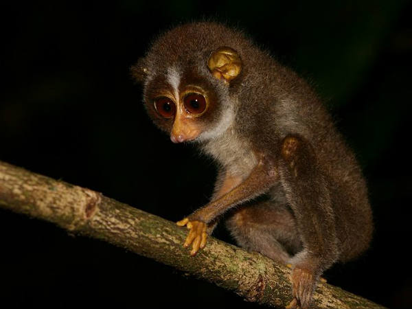 स्लेंडर लोरिस