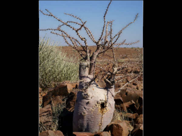 बॉटल ट्री, नामीबिया