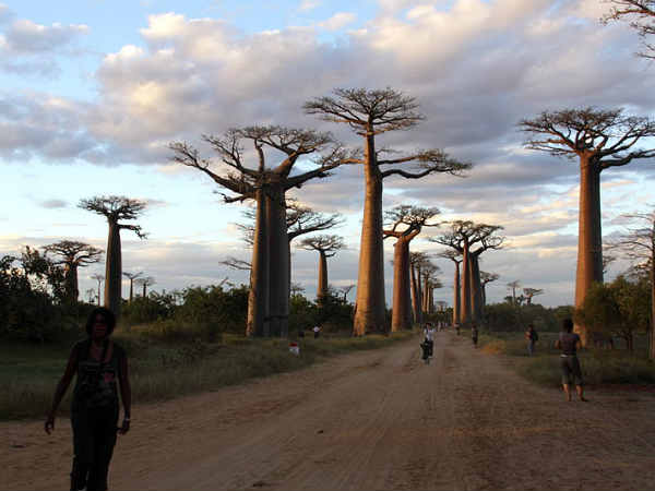 टीपॉट बोबैब, मेडागास्कर