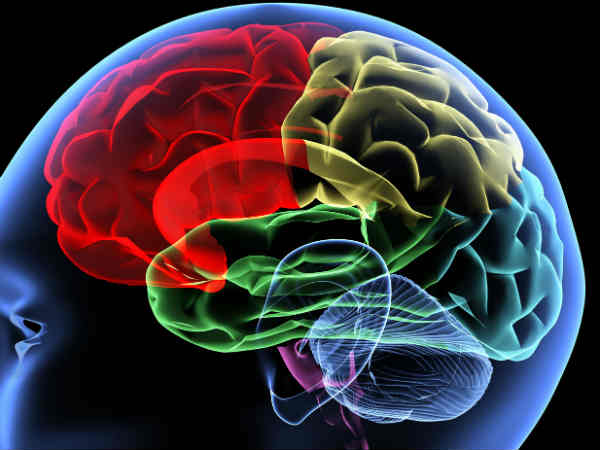 दिमाग का जाल