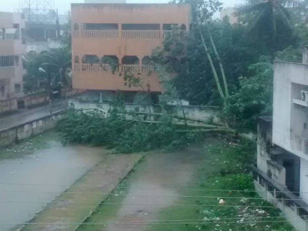 Trease falls in hudhud | गिरे सैंकड़ों पेड़ 