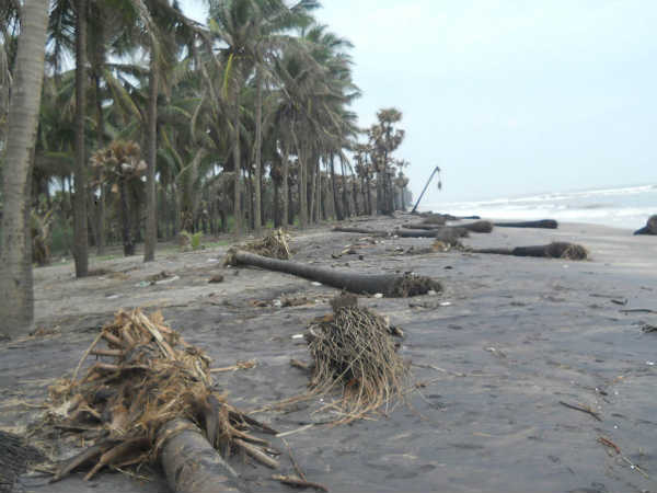 Treas falls due to cyclone | चक्रवात ने मचायी तबाही 