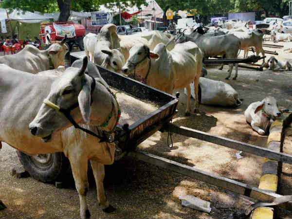 क्या रजिस्टर्ड बूचड़खाने भी होंगे बंद