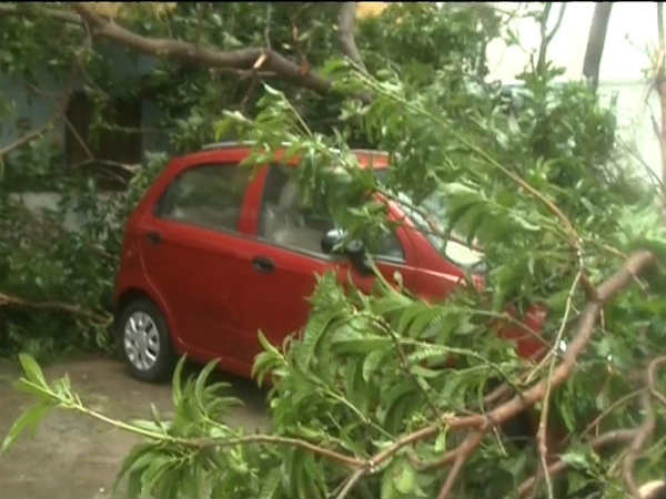 सड़कों पर गिरे पेड़ सड़कों पर गिरे पेड़