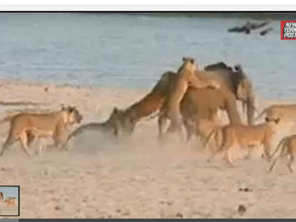 baby elephant defends himself from 14 lions baby elephant defends himself from 14 lions