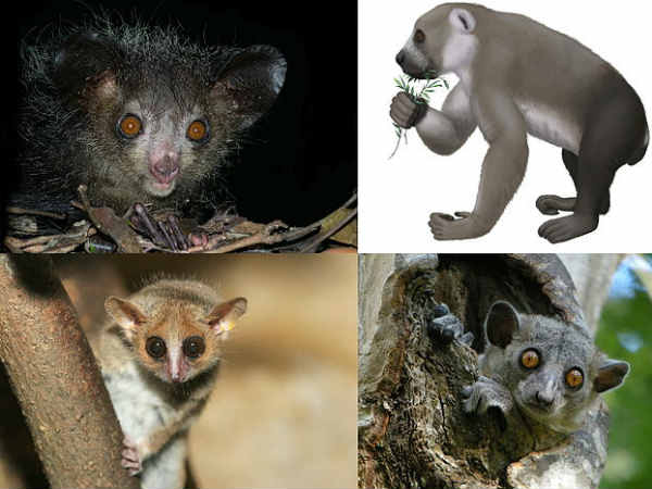 लीमरों की तरह दिखने वाले बंदर मेडागास्कर में पाए जाते हैं