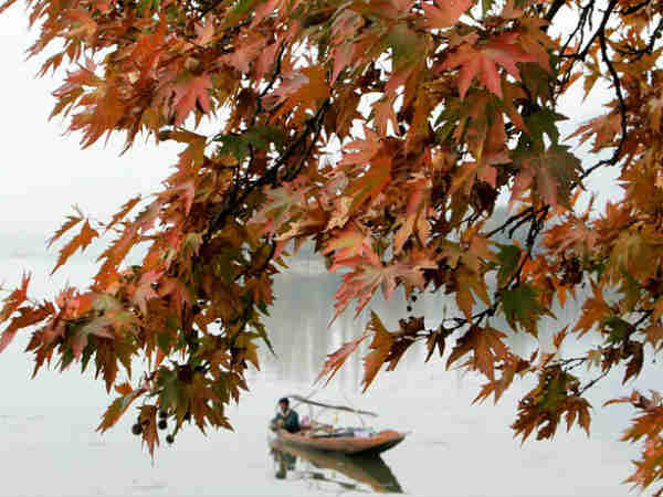 Chinar makes Kashmir's weather beautiful