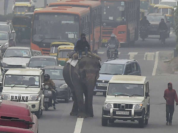 कोहरा और हाथी