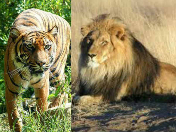 MP senior minister wants law allowing people to domesticate tigers, lions as pets MP senior minister wants law allowing people to domesticate tigers, lions as pets
