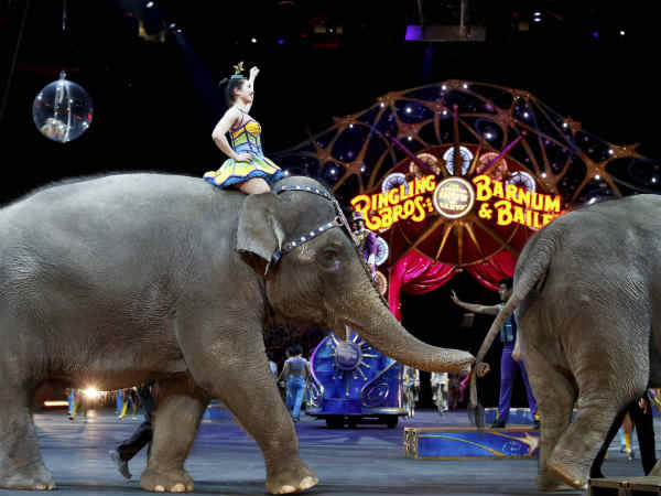 रैंप पर हाथी