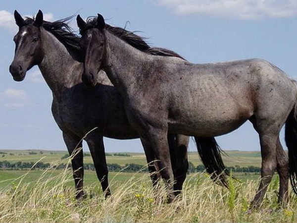 घोड़े का आकार