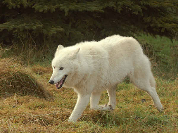 भेड़‍ियां