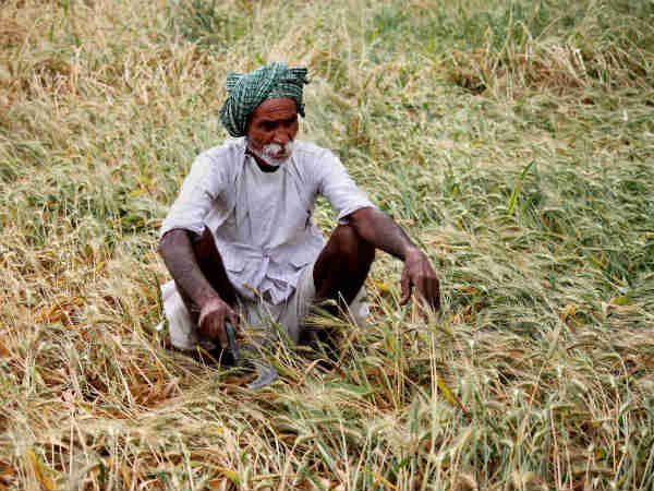 Rains Destroy 50,000 Hectares of Crops, Farmer Suicides Continue