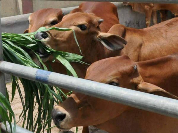 गाय का सही में सम्मान हो