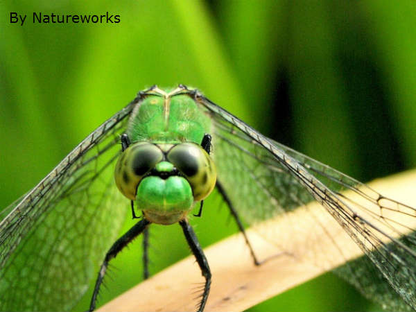 Insect Picture: मासूम कीड़े की खतरनाक तस्वीर 