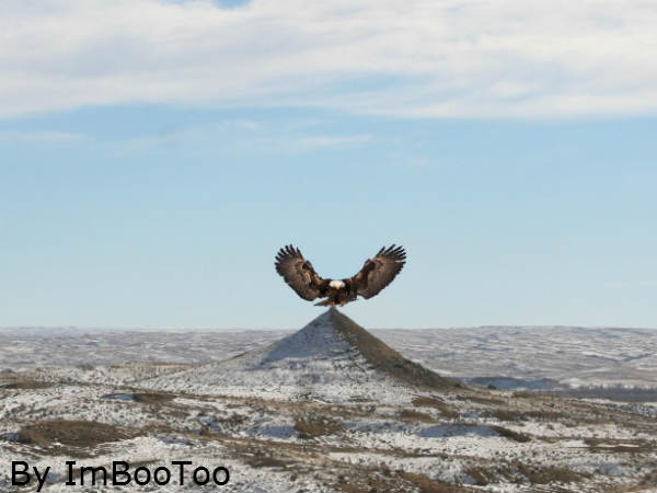Eagle: उड़ता पंछी 