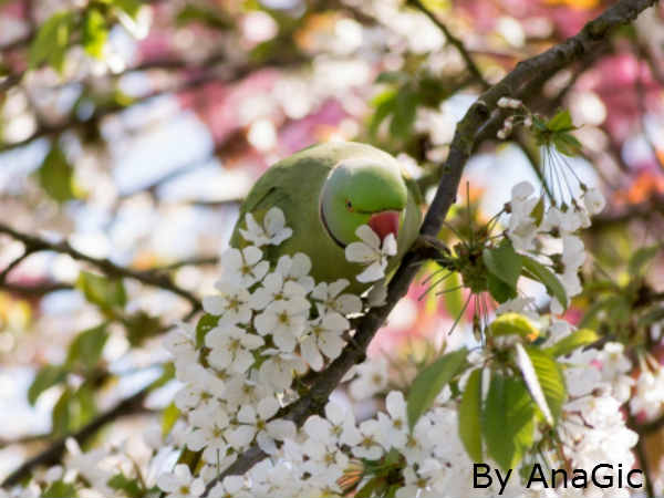 Tree: पेड़ पर कुछ तो है 