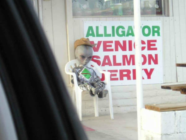 महाराष्ट्र में दिखा ये विचित्र जानवर महाराष्ट्र में दिखा ये विचित्र जानवर