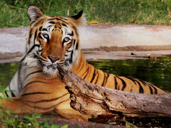 नागपुर के चिड़‍ियाघर में बाघ