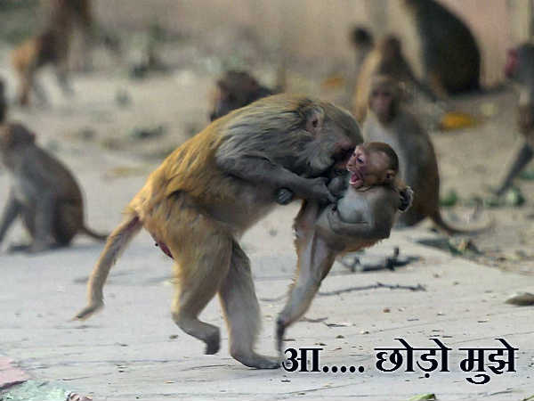 बड़े ही बेरहम निकले मोटा भाई