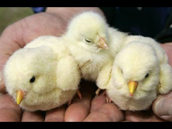 chick sexer chick sexer